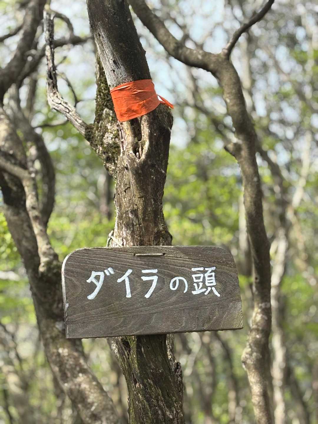 鞍掛トンネル東登山口-鞍掛峠-焼尾山-三国岳-ダイラの頭 周回コースの写真