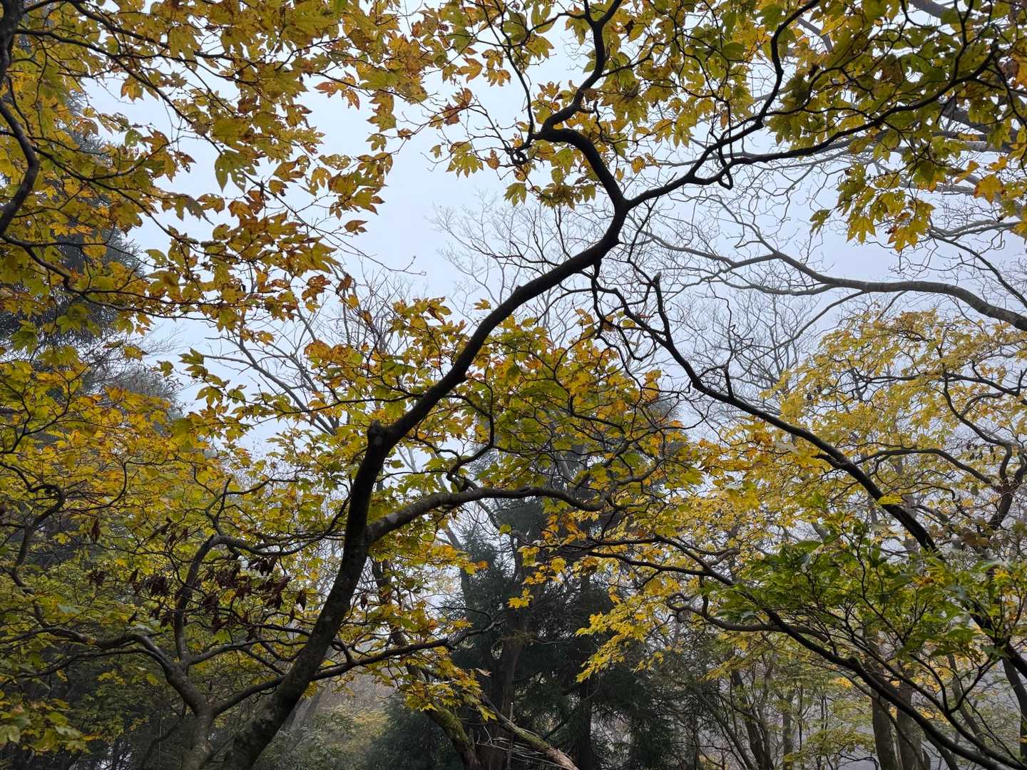国見峠-山上公園駅-中登山口 周回コースの写真
