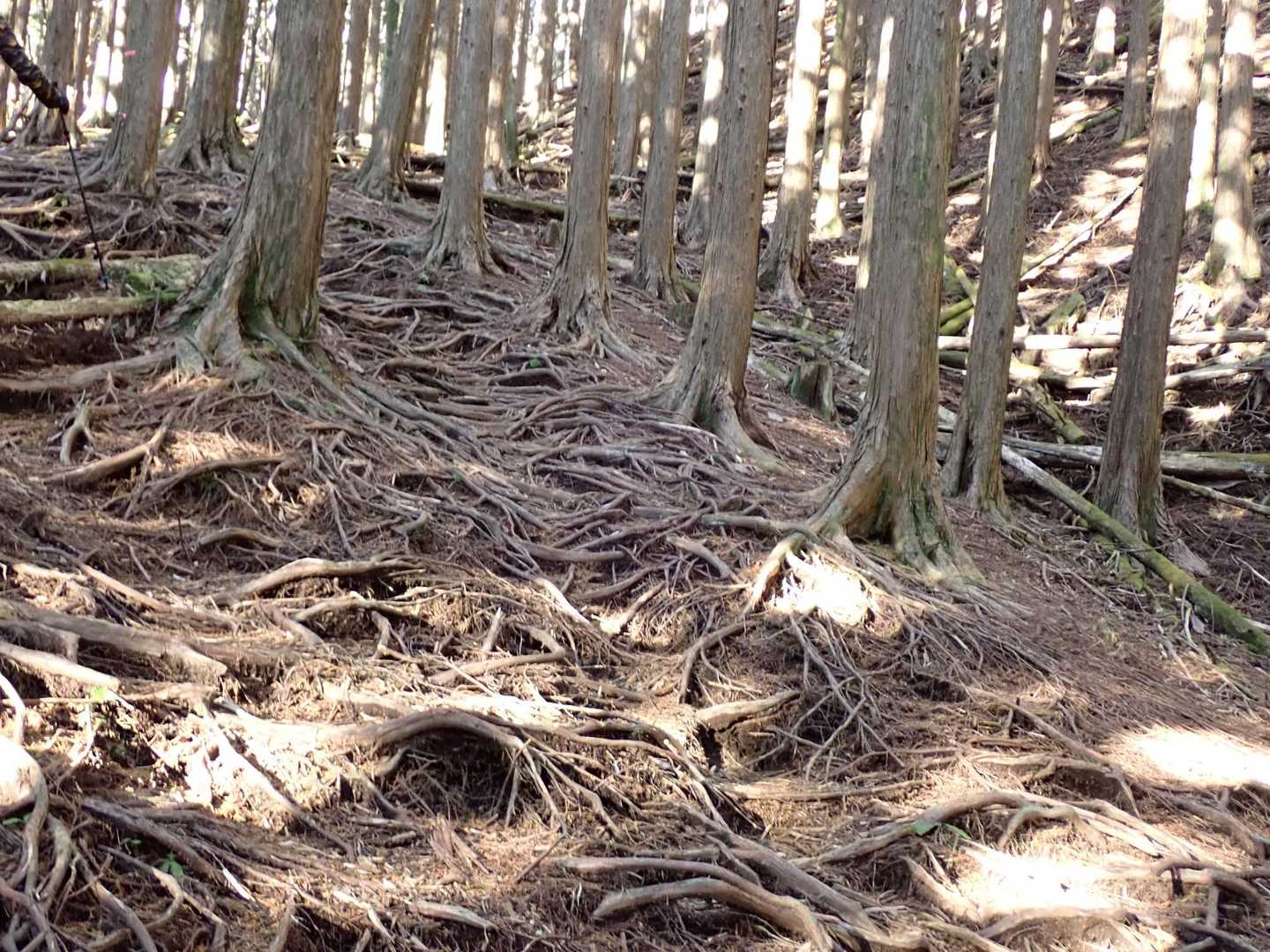 根っこだらけ