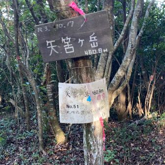 山頂です。ちょうど１時間で登頂しました。見晴らしは、木立が多いです。この後、下山しますが、下山がけっこう大変でした。下山後の達成感はハンパない！と思います。