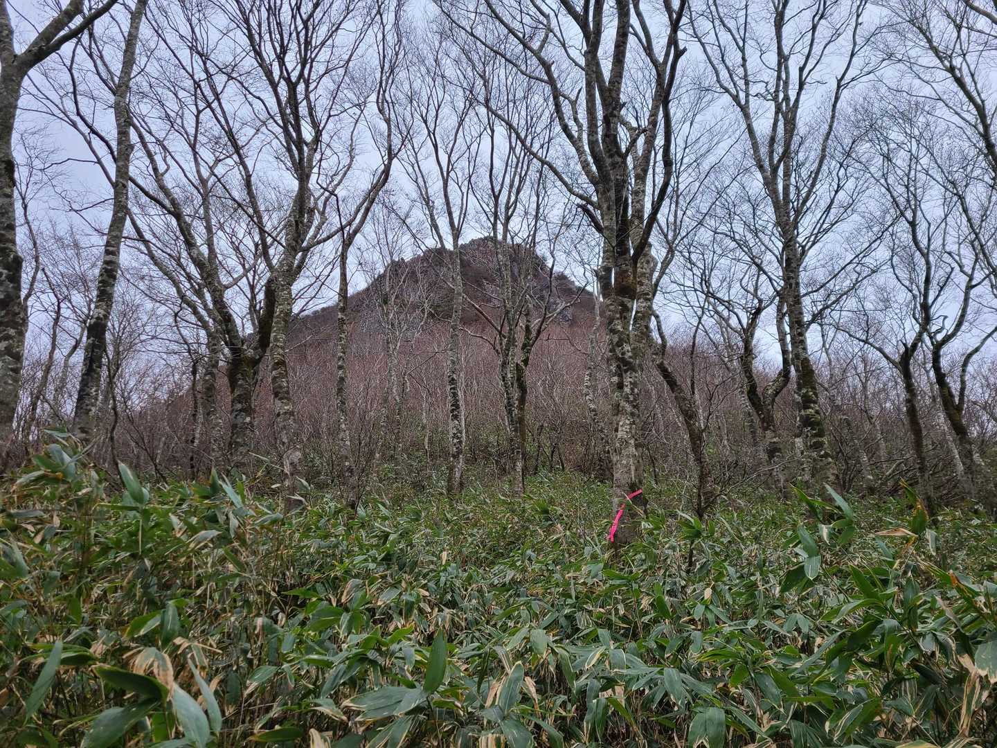 ガスも晴れて仙台カゴ‼️
よいシルエット♪
後回しにして大正解🙆