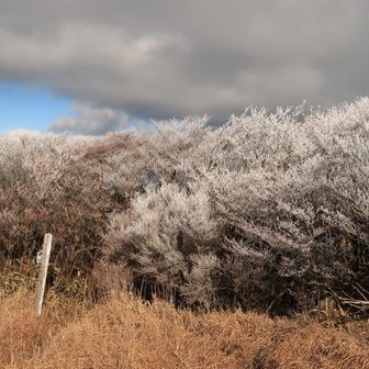 すぐ溶けちゃうかな