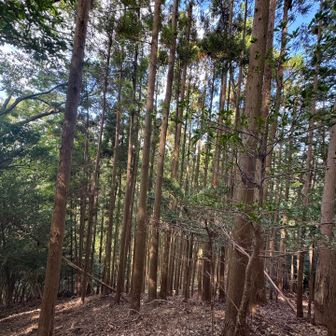綺麗な木々の間を降りていくまー隊長