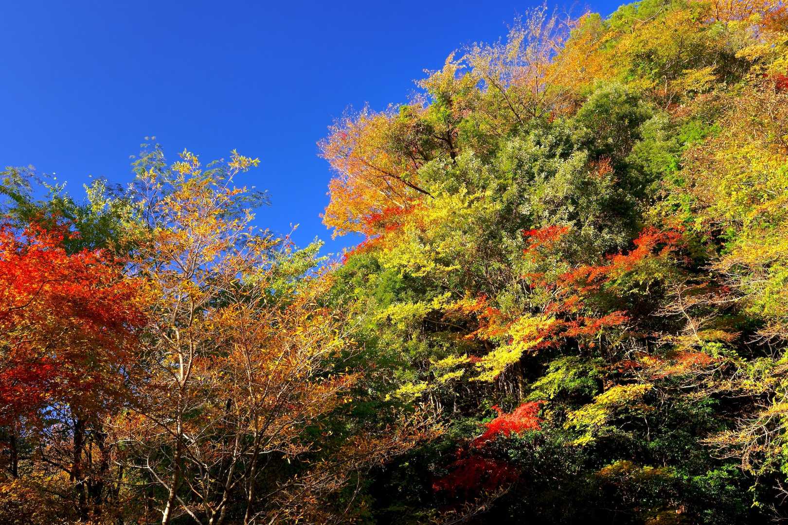 林道の紅葉・・・鮮やかな色彩