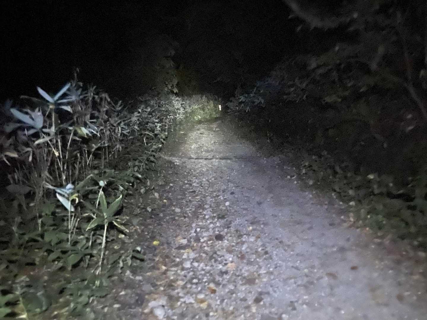 歩きやすい登山道。