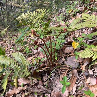 シダの若い芽、わらびみたいな