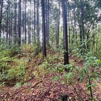 山頂。山名板は無し。