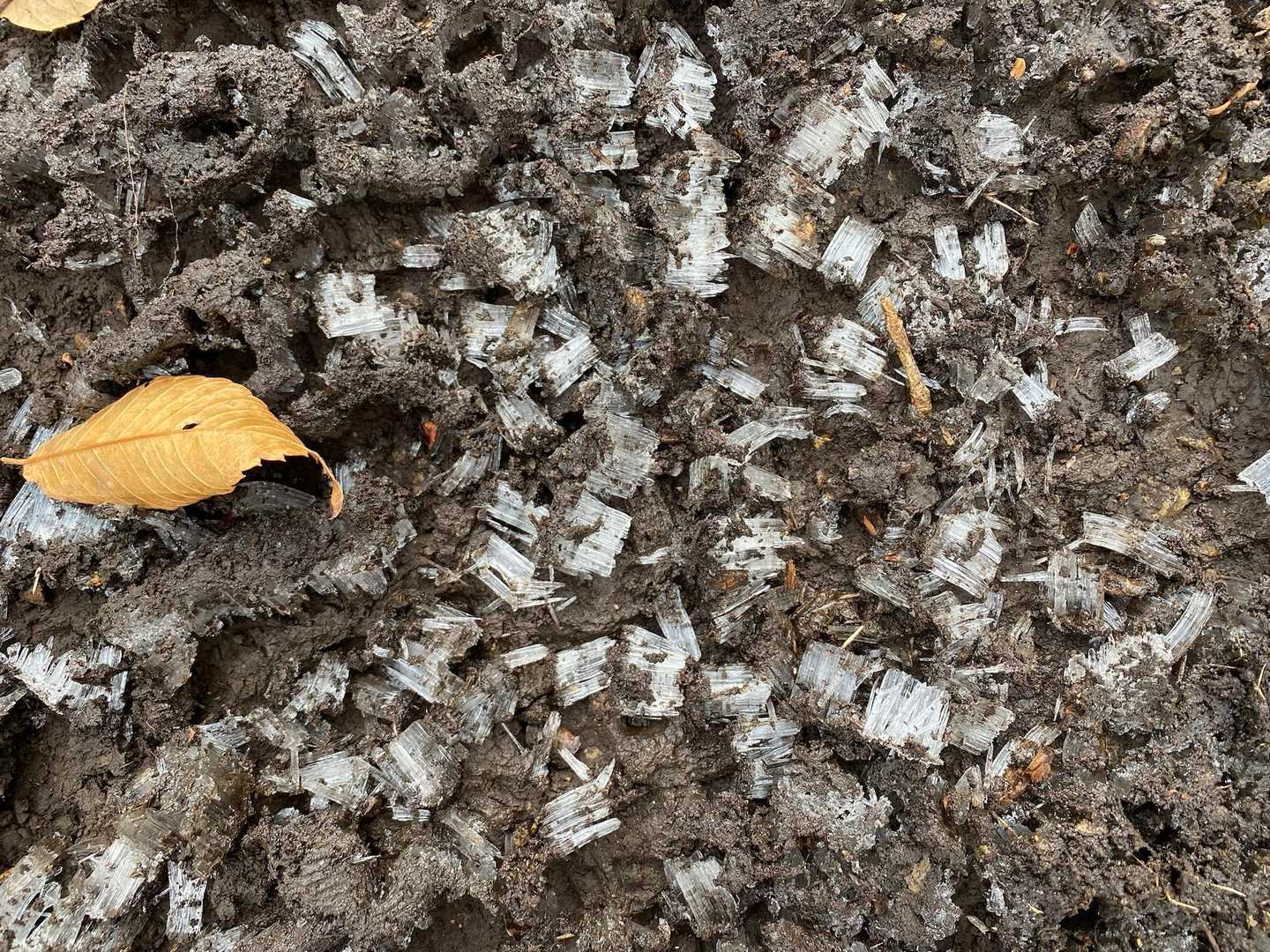 道がザクザクすると思ったら、霜柱