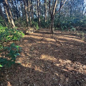 たぶんこの辺が加賀田山山頂⛰️