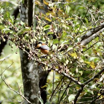 ひたすら、貯食行動を繰り返すヤマガラ
見ていて飽きることがありません("⌒∇⌒")
もはや、自宅で寛いでいるかのようでした(　＾Д＾)