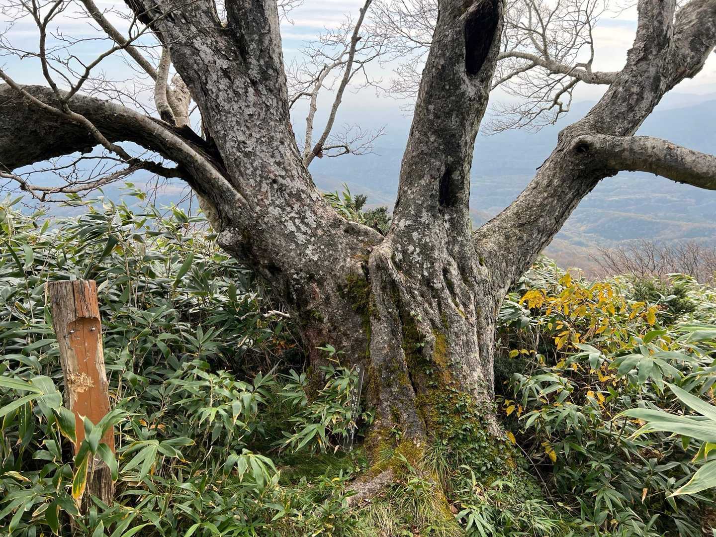 日本一のダケカンバは健在。このあたりの笹薮ひどい。