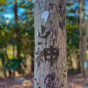 幹にも山ノ神の文字が。