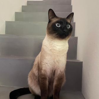 ぽにょ🐈‍⬛
