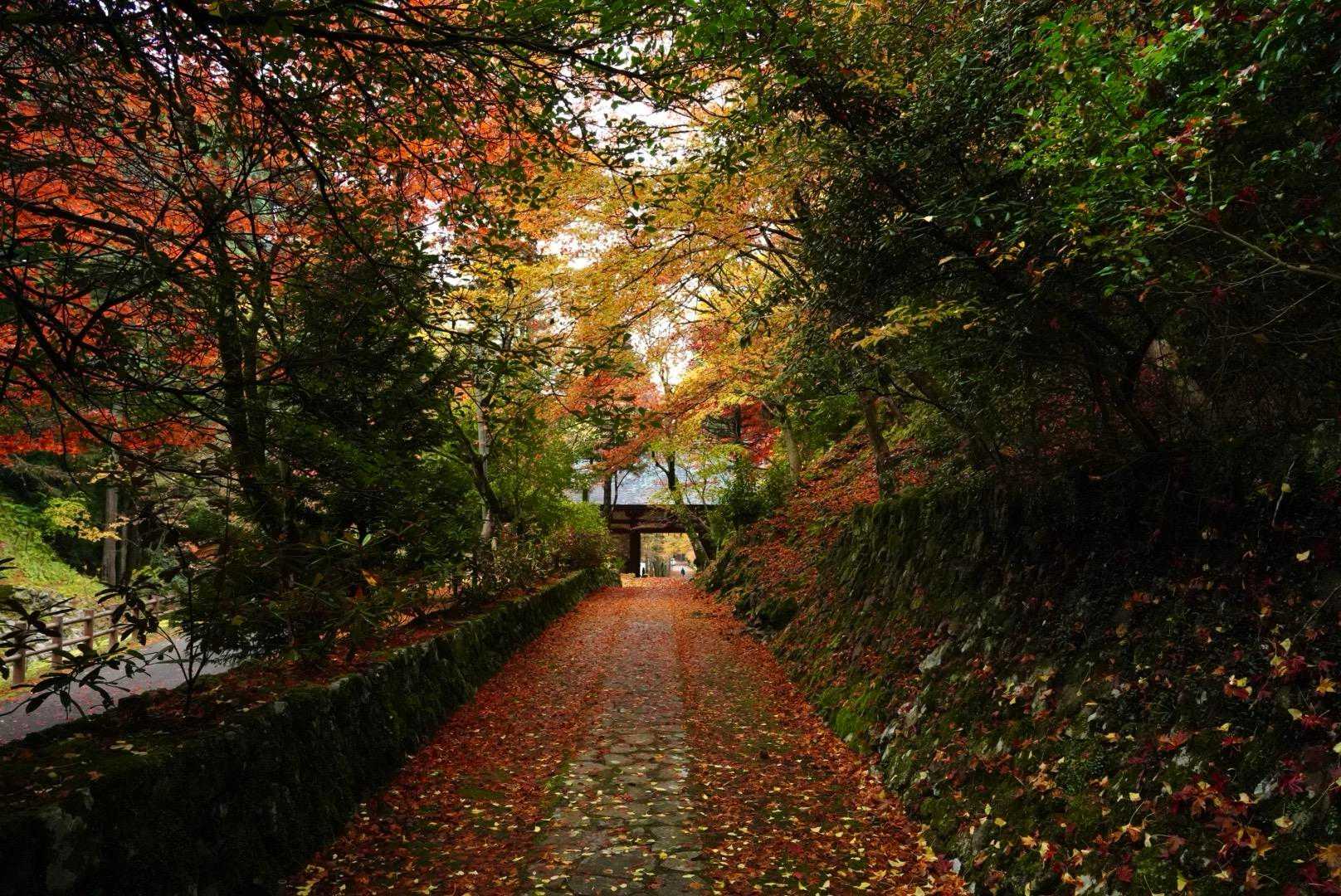 頭光嶽-高見城山 往復コースの写真