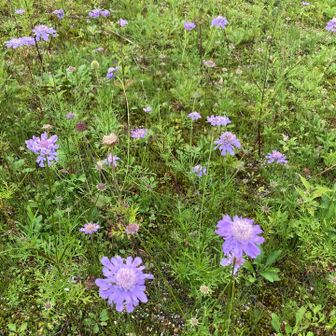 松虫草が好き