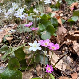 お花畑といった感じです