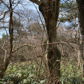 後鉢巻山⛰️
プレートナシ😭