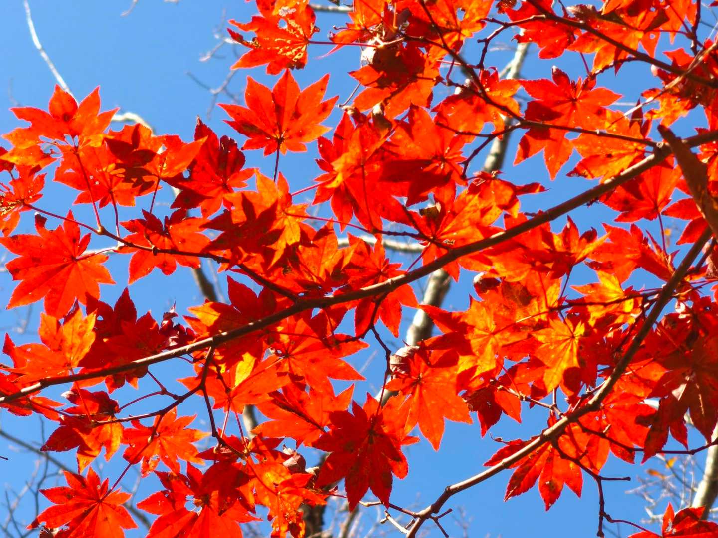 青空に映えますね〜🍁🍁