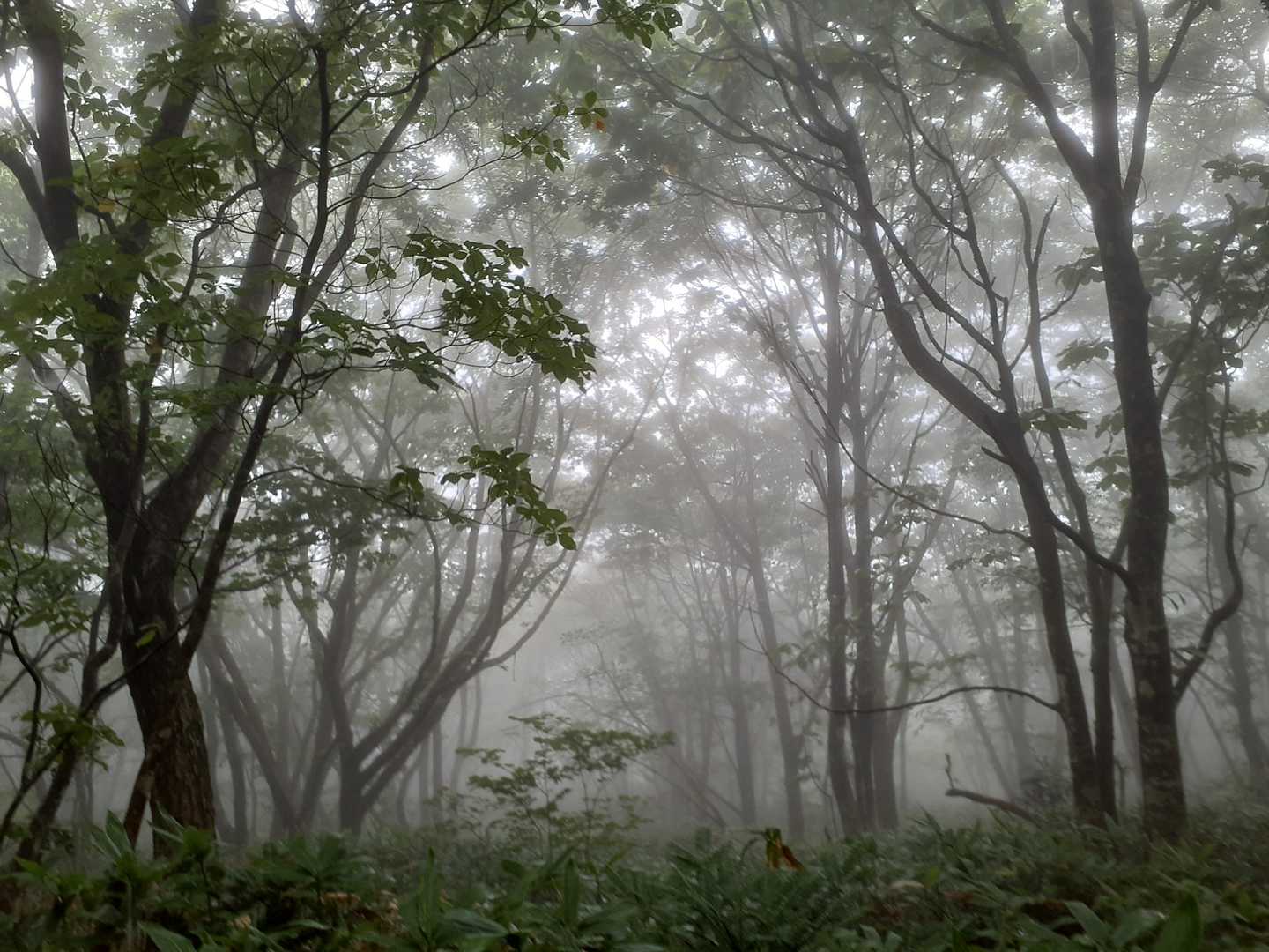 萬歳楽山 往復コースの写真
