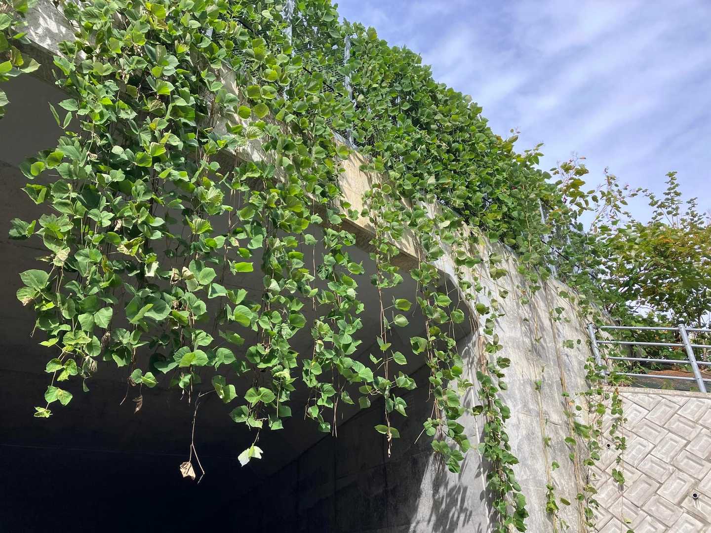 高架のところ、ツタみたいな植物が簾状になっていてかわいい感じでした

さあ、次の目的地へGo🚗