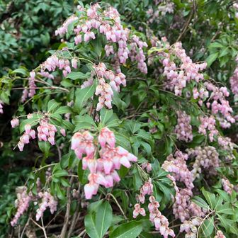 ピンクの花、アセビ