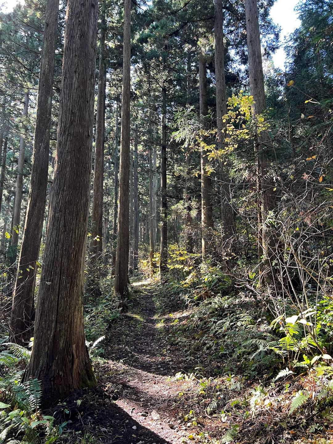 嶽原登山口-白鷹山-レーダー雨雪量計-大平口 周回コースの写真