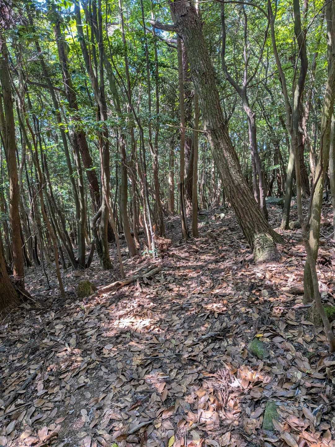落ち葉で滑る🍂