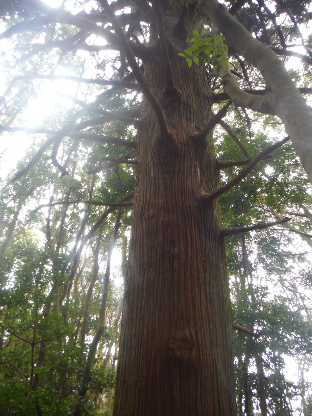 樹齢高い檜？杉？
存在感ありいつもここで立ち止まる