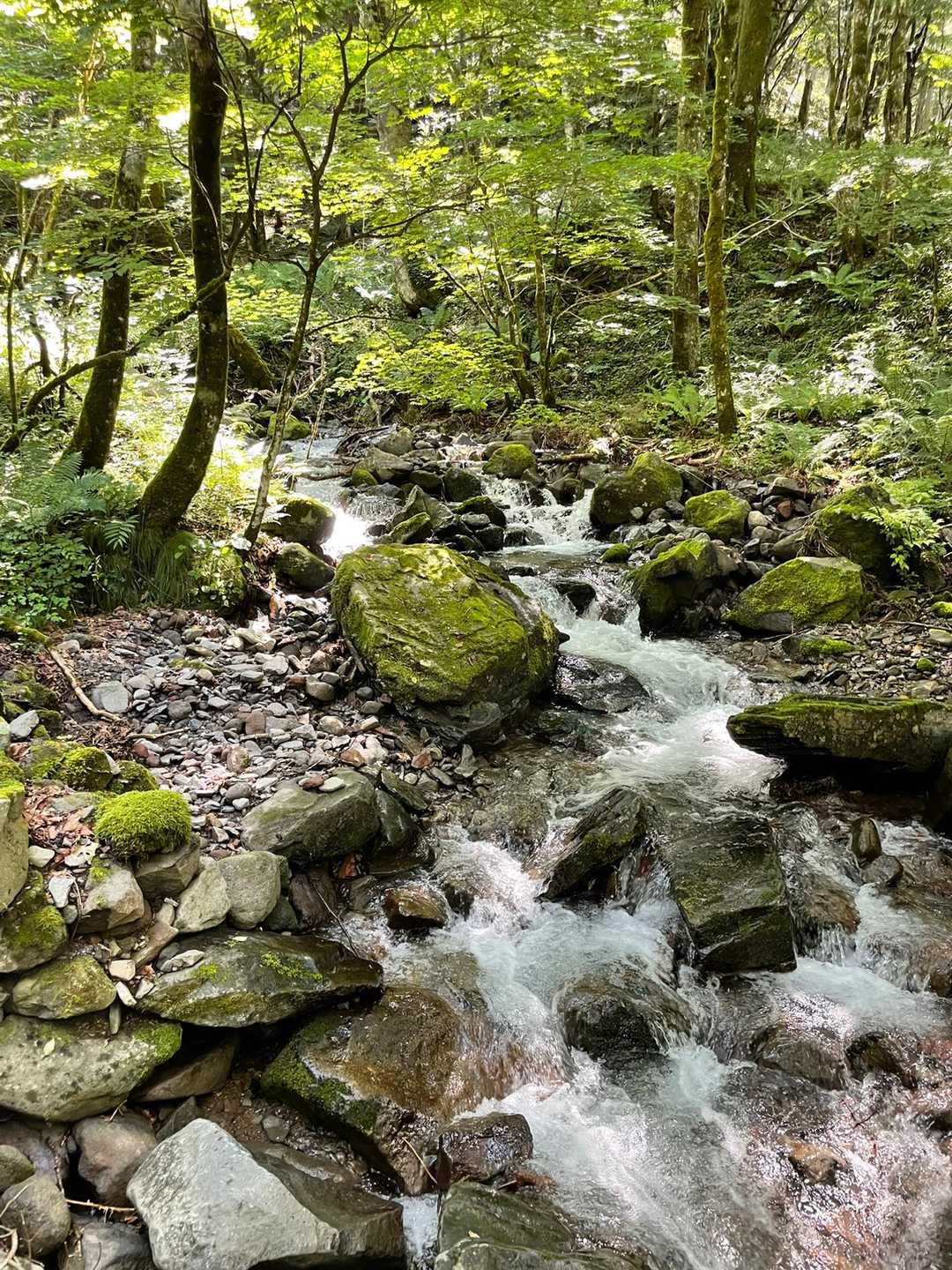 沢沿いは涼しい