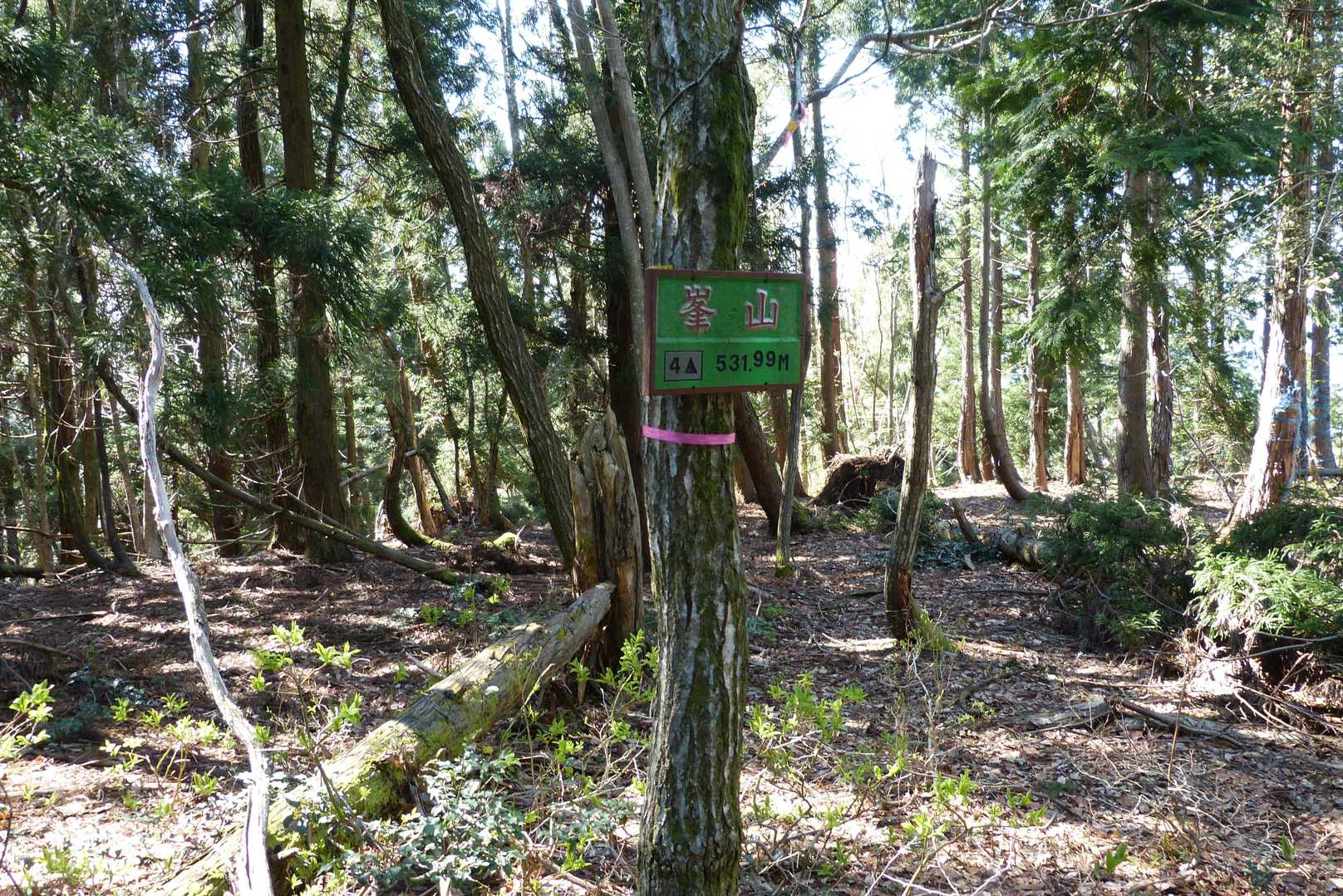 植林帯に入り、尾根の曲がり部では慎重に方向を確認して進むと、やがて峯山の山頂に到着しました。