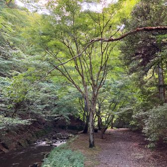 「政の茶屋」

ジーちゃんの紅葉定点スポットです。