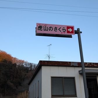 虎山の千本桜はこの辺りでは有名です。
