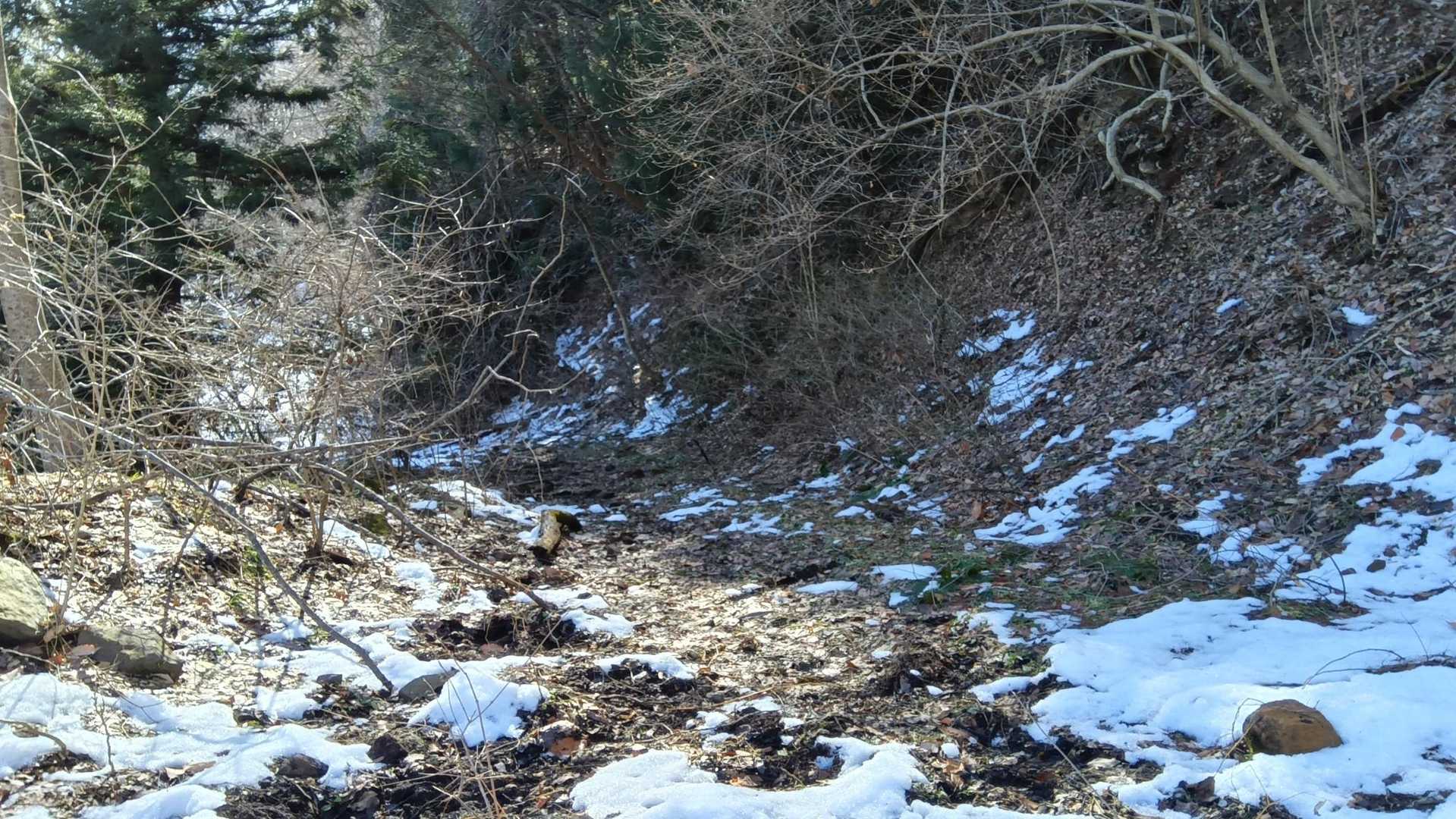 T字路、左に降りていく道。こっちの方が登山道に近いからこっちをチョイス。