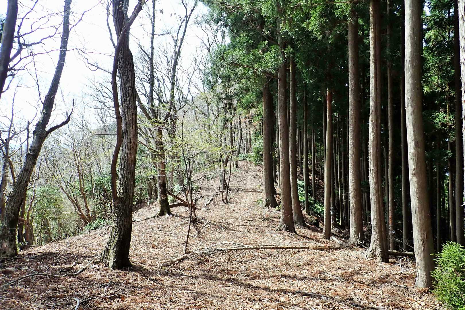帰りは穏やかな土道を戻ります。あぁ、こういう景色すきだなぁ～と思ったら、自分のプロフの背景もこういうの選んでました。あれは大洞山でのお気に入りの一枚なんです(*^^*)