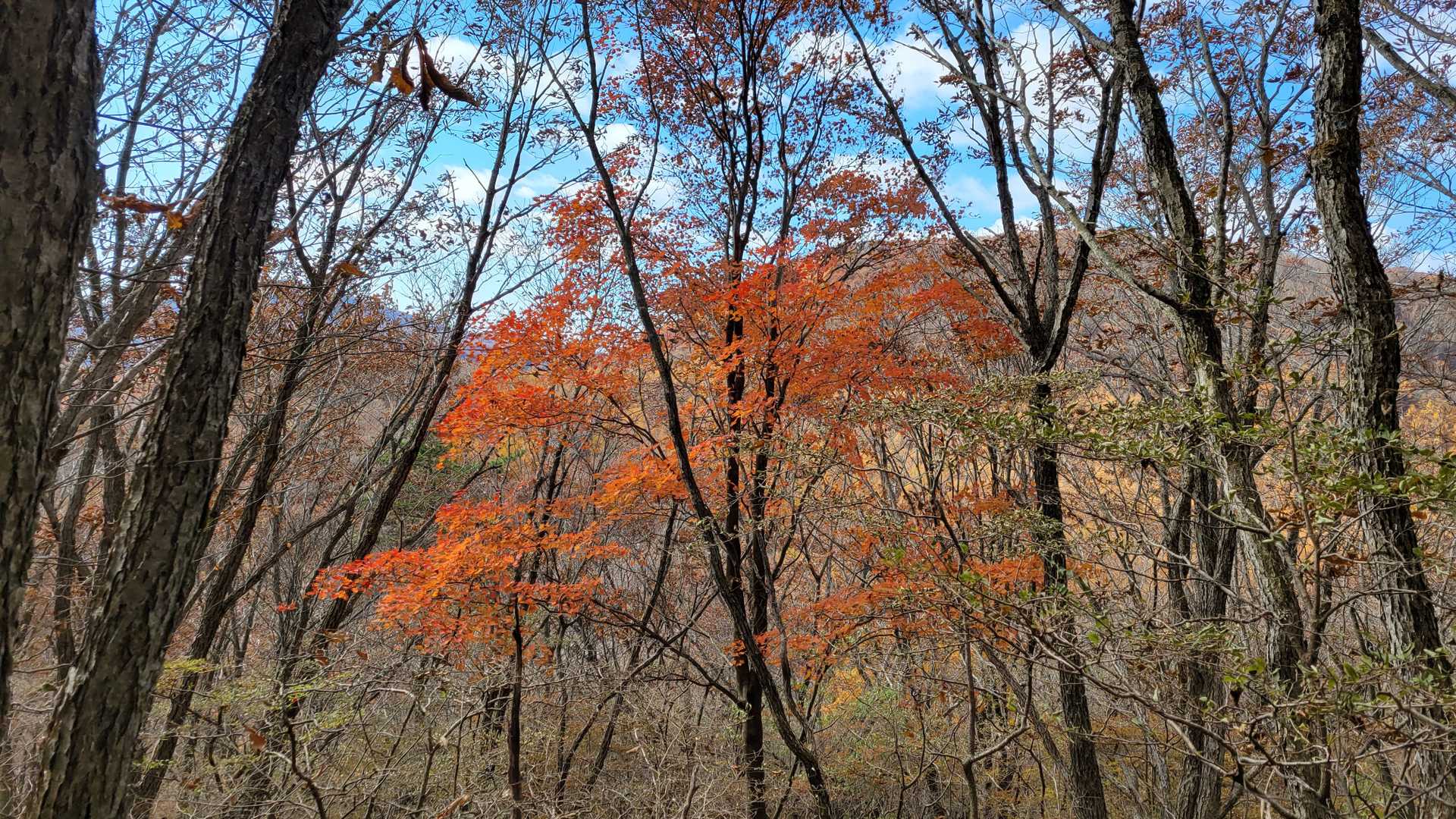浅間隠山登山口（二度上峠側）-浅間隠山 往復コースの写真