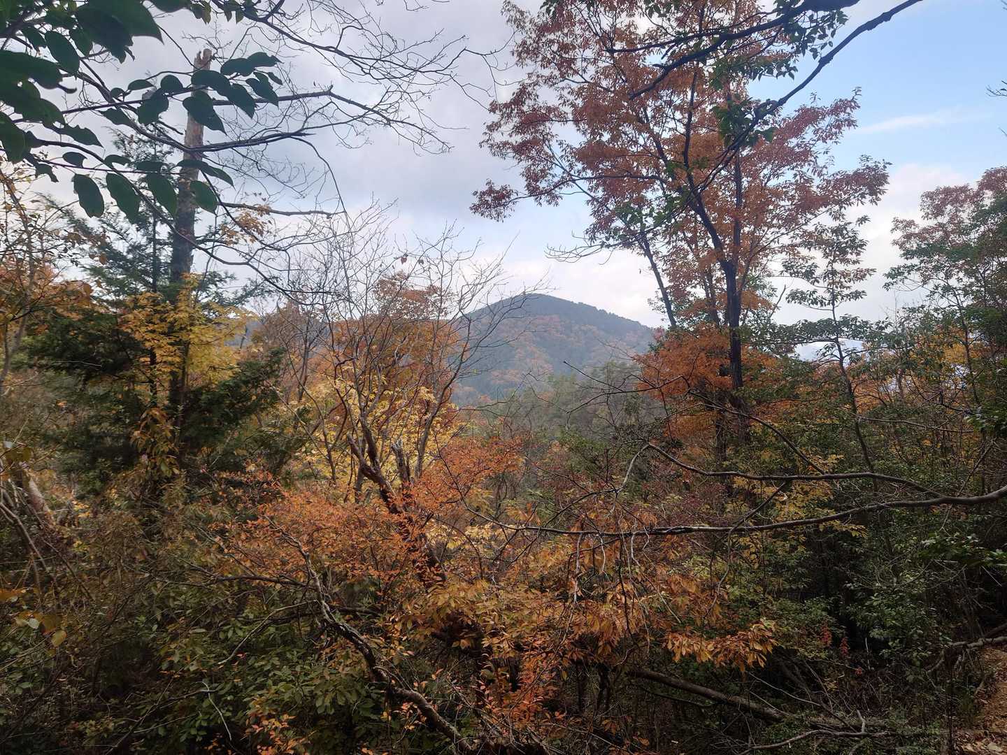 紅葉🍁