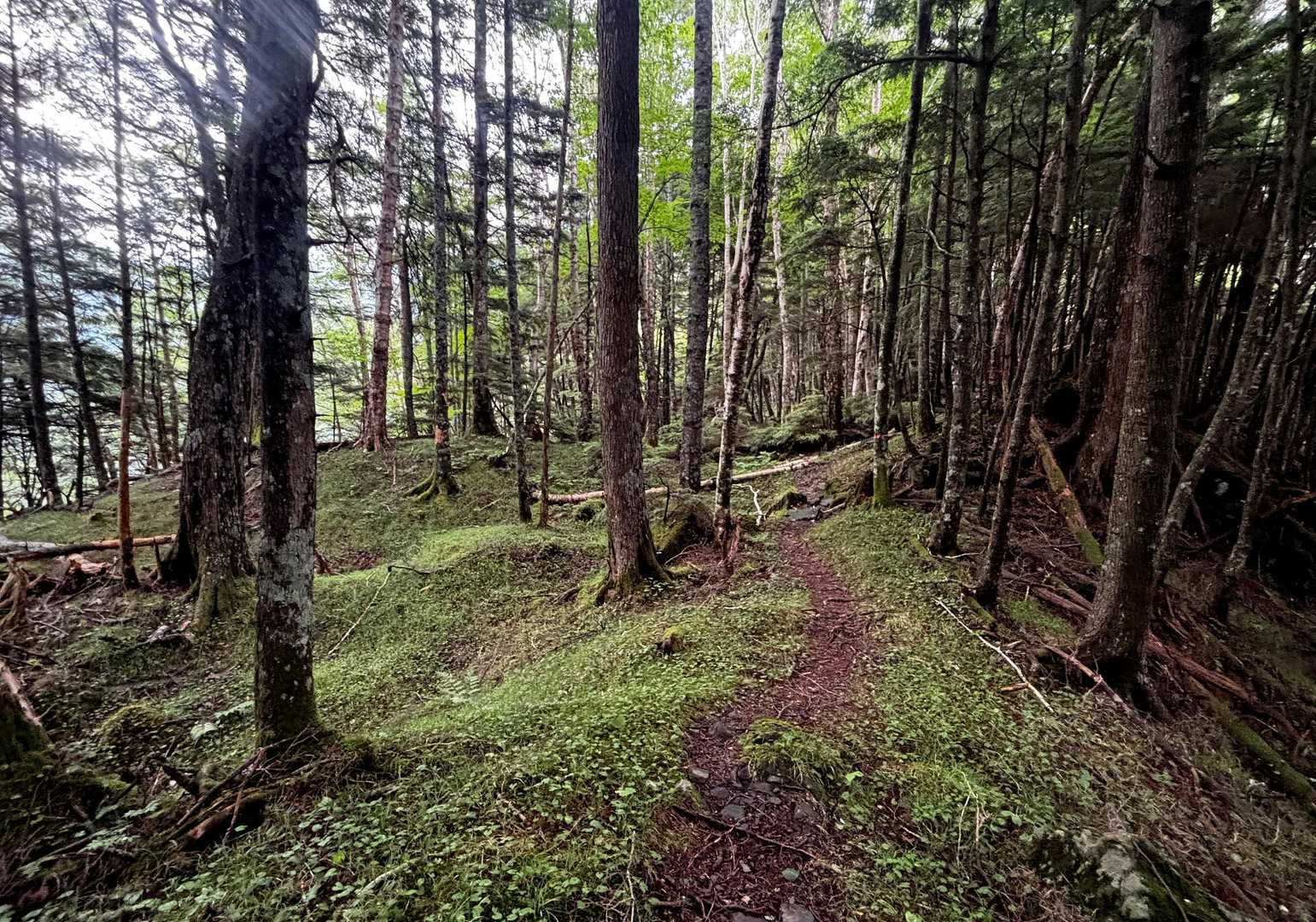 苔やブナ林の緑がとても美しい