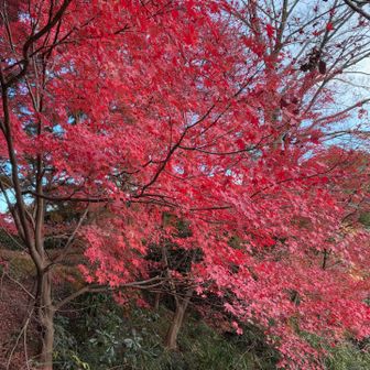 多度大社辺りの紅葉が🍁綺麗でした😍