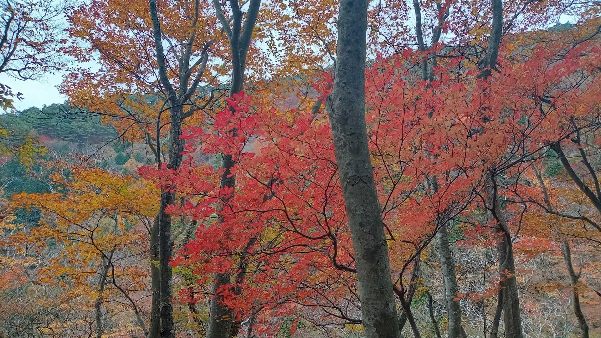 船木山登山口-船木山 往復コースの写真