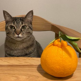 ハチワレ🐈‍⬛