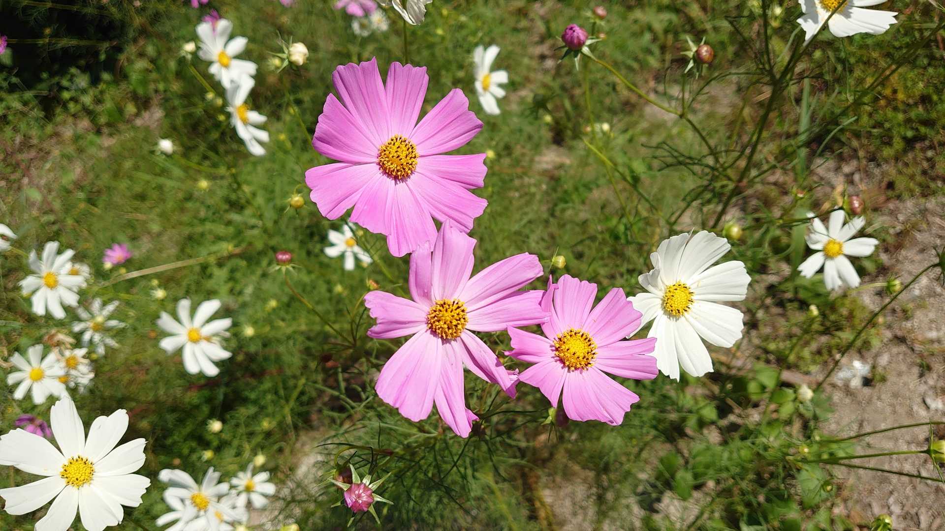 秋桜（こすもす）