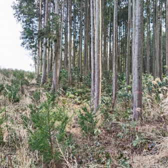 雑草だらけだが明るく開けている