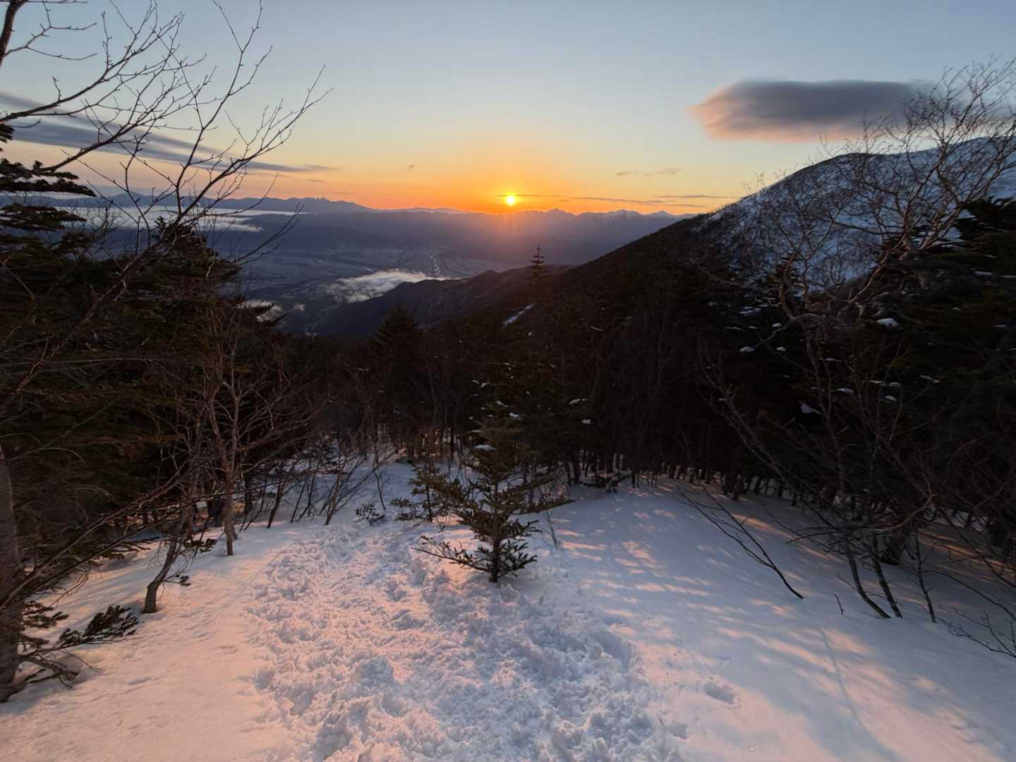 なんとか樹林帯上部で見れらました🙌