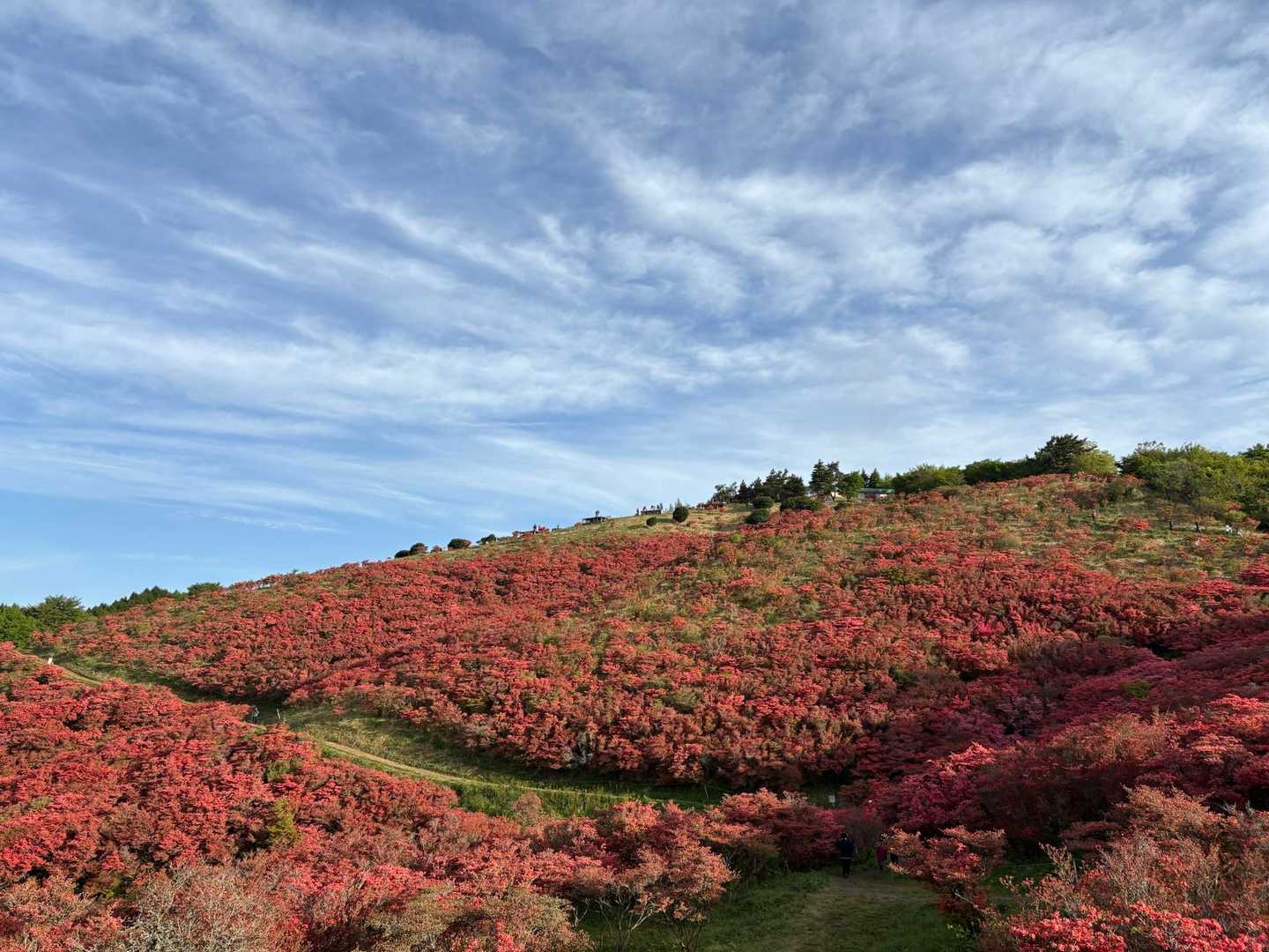 大和葛城山-水越峠-金剛山葛木神社-転法輪寺-金剛山-水越 周回コースの写真