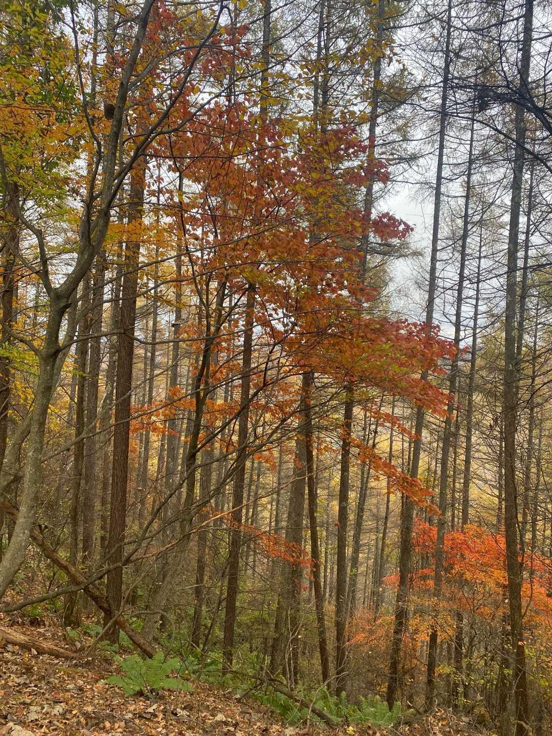 🍁