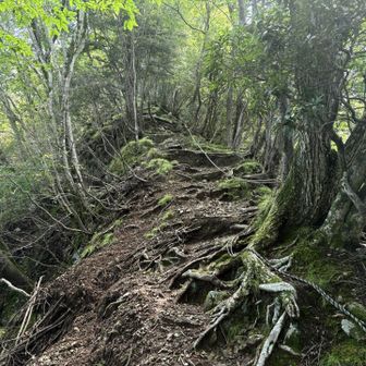 もう少しで山頂🏔️
この辺も急なのでゆっくり登る👣