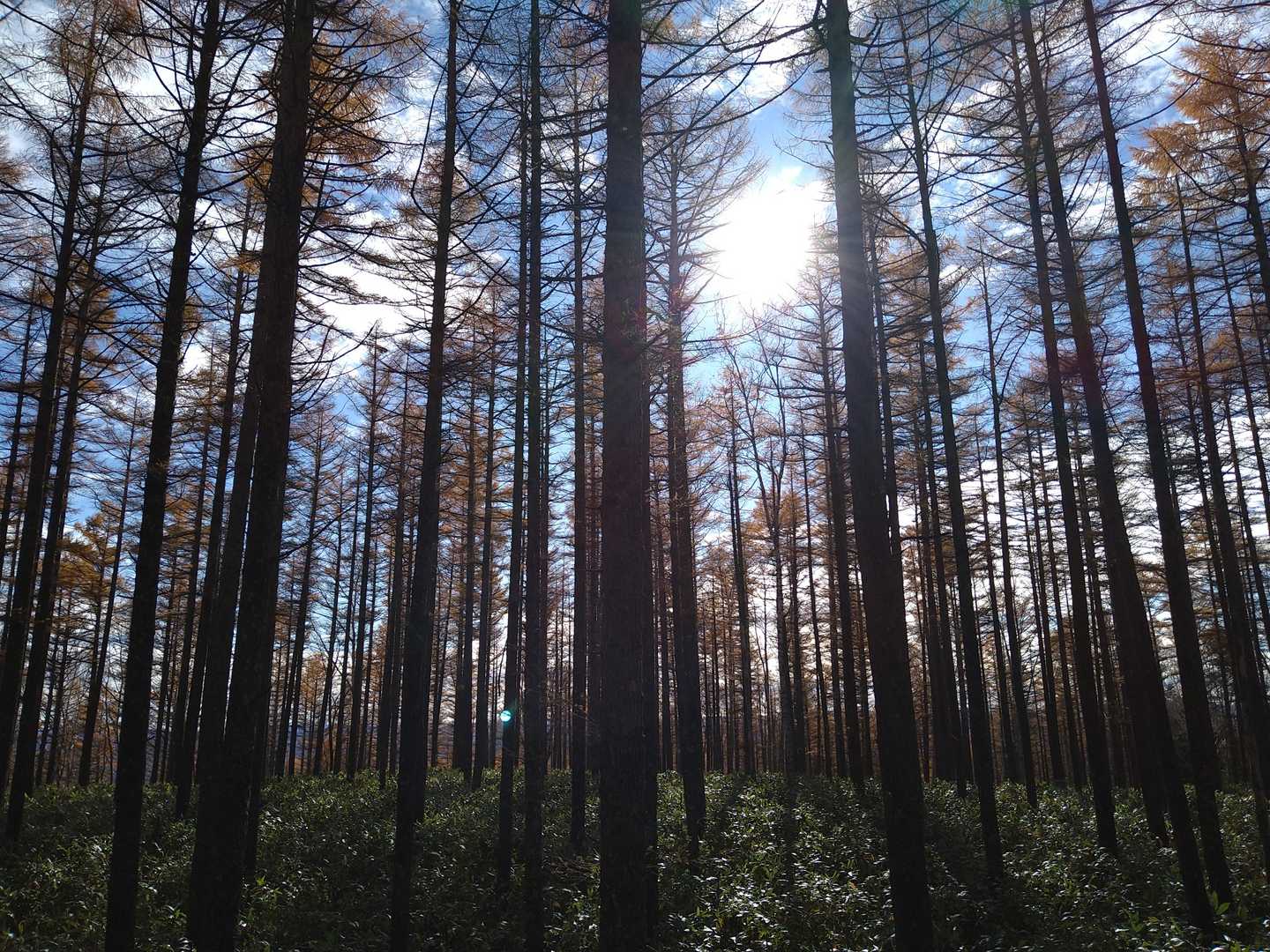 坊主山 往復コースの写真