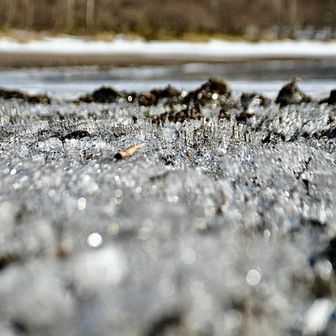 岸辺は霜柱天国😇