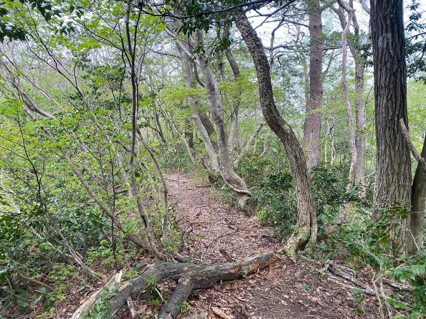 大内峠登山口-大内峠-熊の平-火燈山-小倉谷山-富士写ヶ岳 周回コースの写真