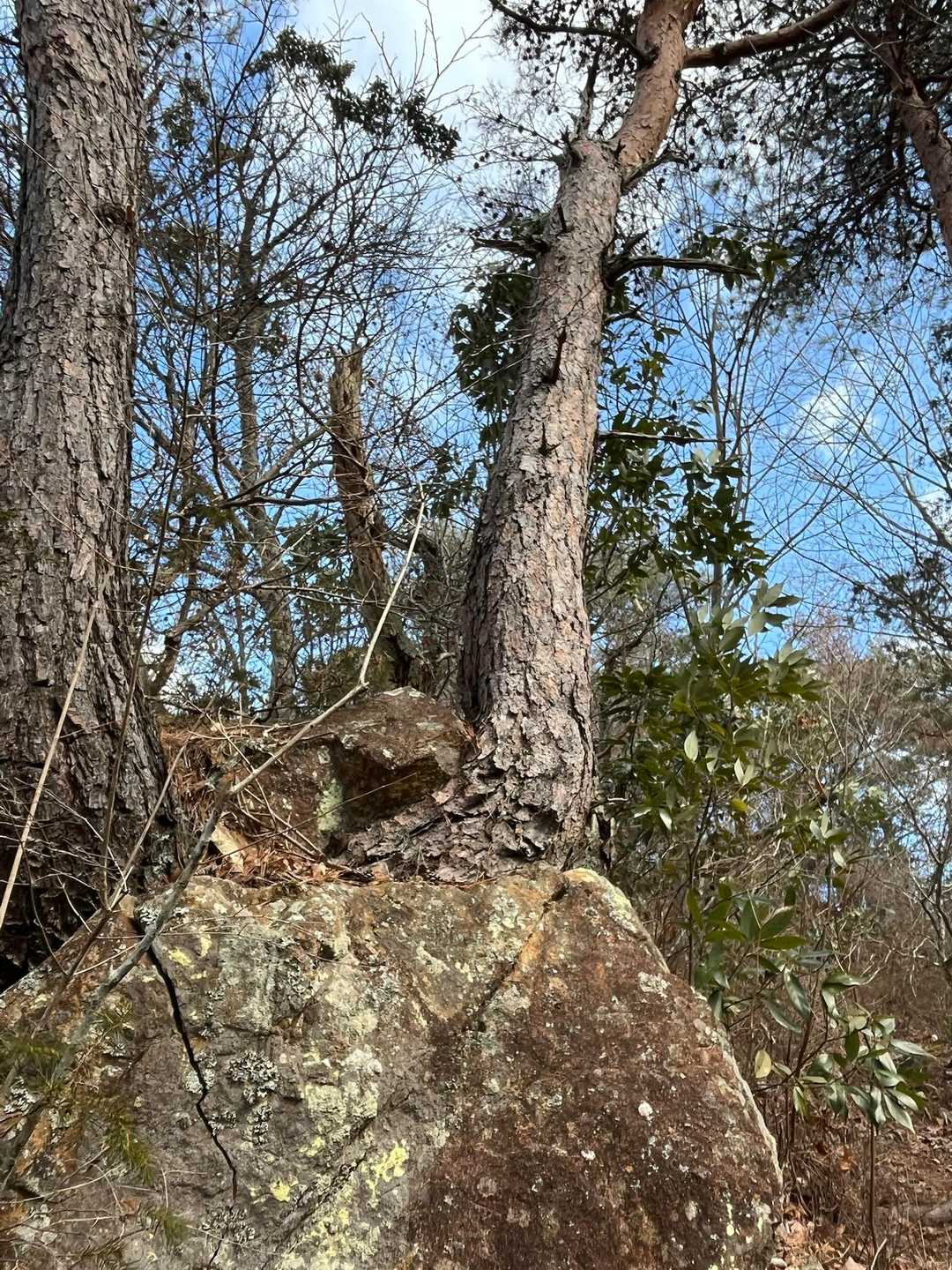 高丸山 周回コースの写真